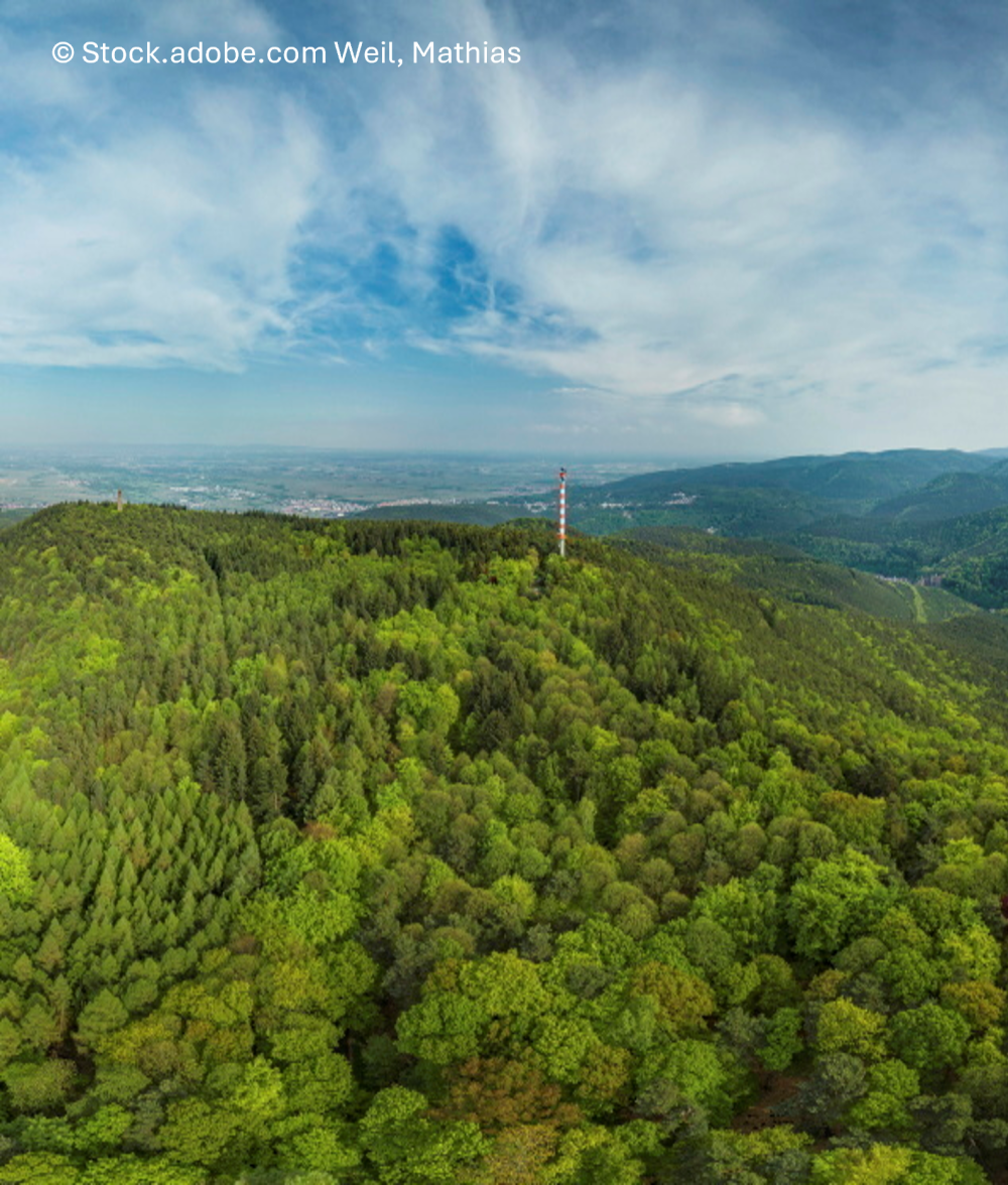 Bäume pflanzen – fürs Klima